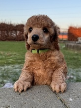 5 Pudel, mellem til salg på købhund.dk