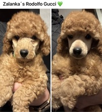 5 Pudel, mellem til salg på købhund.dk