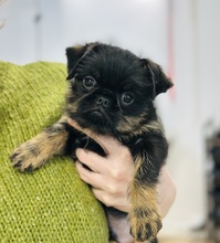 3 Griffon Belge til salg på købhund.dk