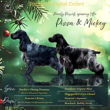 6 Engelsk Cocker Spaniel til salg på købhund.dk