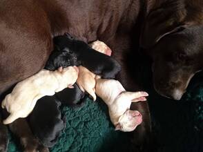 6 Labrador Retriever til salg på købhund.dk