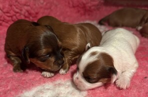 7 Bichon Havanais til salg på købhund.dk