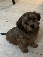 7 Bichon Havanais til salg på købhund.dk