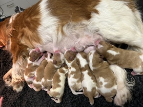 9 Cavalier King Charles Spaniel til salg på købhund.dk