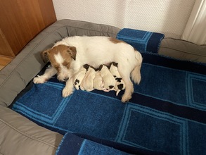 5 Jack Russell Terrier til salg på købhund.dk