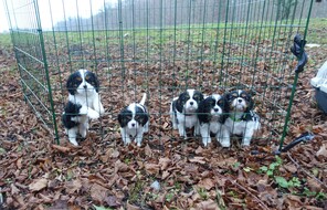 5 Cavalier King Charles Spaniel til salg på købhund.dk