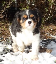 5 Cavalier King Charles Spaniel til salg på købhund.dk