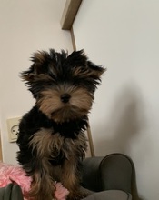 5 Yorkshire Terrier til salg på købhund.dk