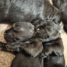 4 Dværgschnauzer, sort til salg på købhund.dk