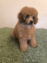 1 Pudel, dværg til salg på købhund.dk