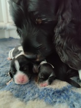 5 Engelsk Cocker Spaniel til salg på købhund.dk