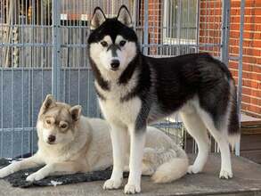 2 Siberian Husky til salg på købhund.dk