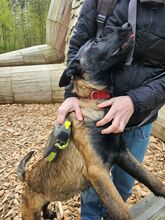 11 Belgisk Hyrdehund, Malinois til salg på købhund.dk