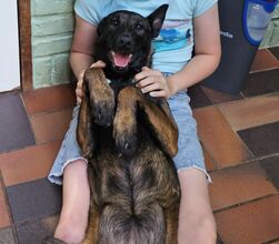 11 Belgisk Hyrdehund, Malinois til salg på købhund.dk