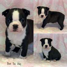 6 Boston Terrier til salg på købhund.dk