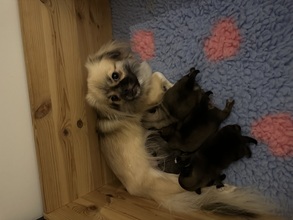 4 Tibetansk Spaniel til salg på købhund.dk