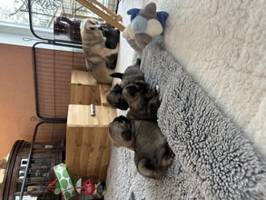 4 Tibetansk Spaniel til salg på købhund.dk