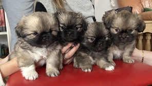 4 Tibetansk Spaniel til salg på købhund.dk