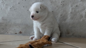 3 Samojedhund til salg på købhund.dk