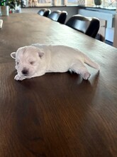 4 West Highland White Terrier til salg på købhund.dk