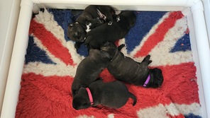 5 Staffordshire Bull Terrier til salg på købhund.dk