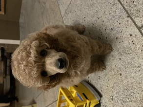 3 Pudel, toy til salg på købhund.dk