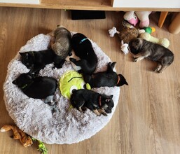 8 Sort Spids til salg på købhund.dk