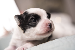 2 Papillon til salg på købhund.dk