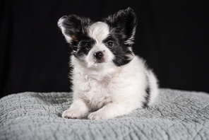 2 Papillon til salg på købhund.dk