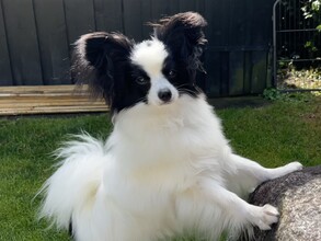 2 Papillon til salg på købhund.dk