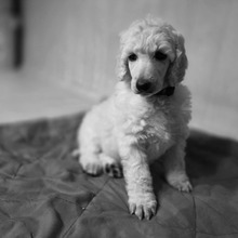 7 Pudel, stor til salg på købhund.dk