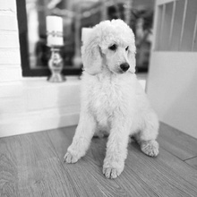 7 Pudel, stor til salg på købhund.dk