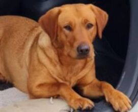 9 Labrador Retriever til salg på købhund.dk