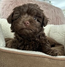 5 Russkaya Tsvetnaya Bolonka til salg på købhund.dk