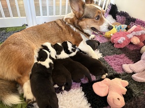 5 Welsh Corgi Cardigan til salg på købhund.dk