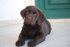 8 Labrador Retriever til salg på købhund.dk