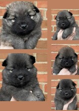 5 Mittelspitz til salg på købhund.dk