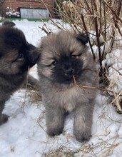 5 Mittelspitz til salg på købhund.dk