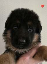 10 Schæferhund, stockhåret til salg på købhund.dk