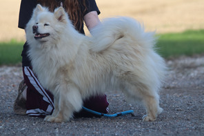 7 Finsk Lapphund til salg på købhund.dk