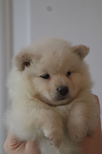 7 Finsk Lapphund til salg på købhund.dk