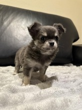 3 Chihuahua, langhåret til salg på købhund.dk