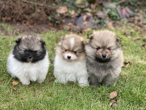 3 Pomeranian til salg på købhund.dk
