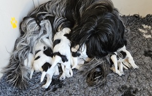 8 Schapendoes til salg på købhund.dk