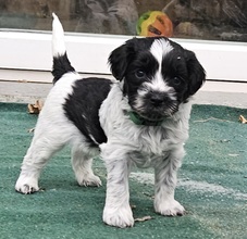 8 Schapendoes til salg på købhund.dk