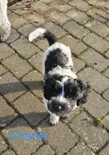 8 Schapendoes til salg på købhund.dk