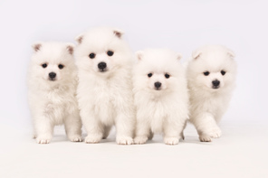 4 Volpino Italiano til salg på købhund.dk