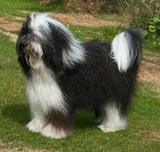 5 Tibetansk Terrier til salg på købhund.dk
