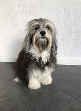 3 Löwchen til salg på købhund.dk