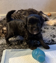 3 Löwchen til salg på købhund.dk